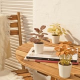 A mesa de madeira contén plantas artificiais e libros. As plantas están ordenadas, axeitadas para uso interior ou exterior.