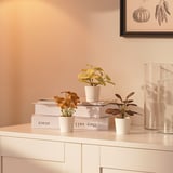 Tres plantas artificiais en vasos brancos están expostos en libros apilados nun armario branco, ideal para a decoración de interiores ou exteriores.