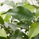 Primeiro plano de follas verdes exuberantes. Follaxe de plantas saudables, vibrante e chea.