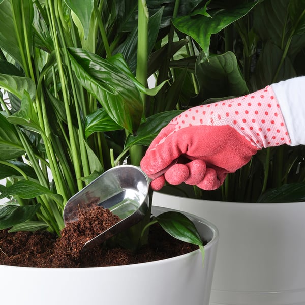 Hand in red glove usa cuchar metálico para engadir terra á planta en pota, demostrando a versatilidade da cociña e do xardín.