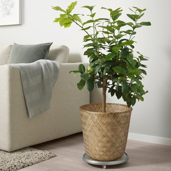 Planta de vimbio KLYNNON con sofá almofadado gris claro, almofada gris e manta azul claro en interiores.