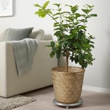 Planta de vimbio KLYNNON con sofá almofadado gris claro, almofada gris e manta azul claro en interiores.