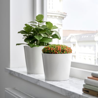Dúas plantas en mármore: unha con grandes follas verdes, a outra con bagas vermellas. Os libros preto dos libros.