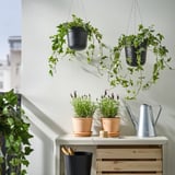 Plantas negras colgando con plantas verdes xunto a vasos de terracota nun estreita estandel.