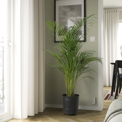 Plantadora PÄRLRÖNN negra grande con planta de interior verde, cortinas brancas, parede gris, marco de fotos.