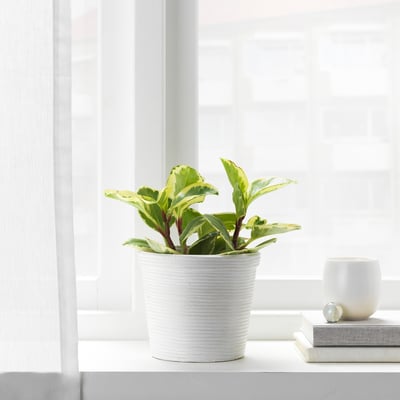Pequena planta en vaso en recipiente branco preto da xanela. A luz filtra a través de persianas.