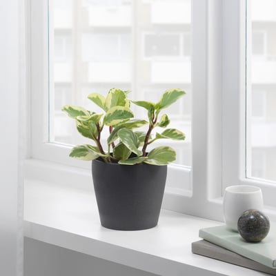 Unha planta en vaso nun recipiente negro está sentada nunha xanela, proporcionando verde e mellorando a decoración do fogar.