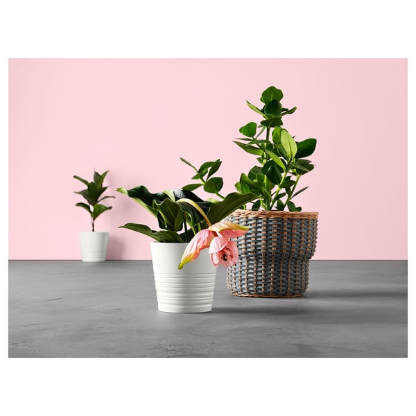Tres plantas en vaso con follas verdes nun cuarto rosa: unha en branco, outra en cesta gris, terceira en fondo.
