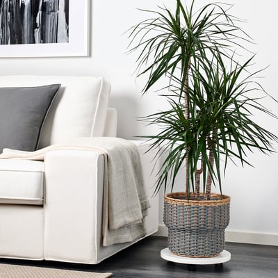 Un salón cun sofá branco, unha manta e unha planta alta nunha cesta tecida nun soporte.