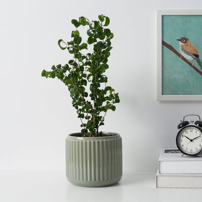 Unha planta en vaso verde está sentada nunha superficie branca xunto a unha pila de libros e un reloxo analóxico contra unha parede branca.