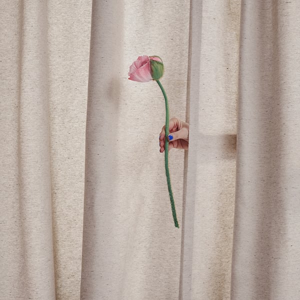 Unha man sostén unha flor rosa detrás de cortinas de raias beige. O talo das flores é verde e a man leva un anel azul.