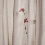 Unha man sostén unha flor rosa detrás de cortinas de raias beige. O talo das flores é verde e a man leva un anel azul.