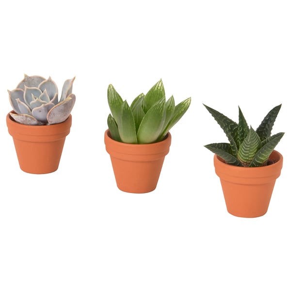 Tres suculentas en vaso de diferentes cores en pequenas potas de terracota, dispostas xunto a outras.