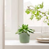 A pequena plantadora verde TYSKLÖNN sostén unha suculenta, senta preto dun vaso alto e claro nunha xanela contra unha parede branca.