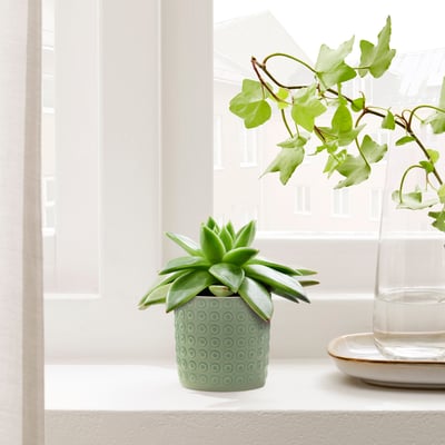 A pequena plantadora verde TYSKLÖNN sostén unha suculenta, senta preto dun vaso alto e claro nunha xanela contra unha parede branca.