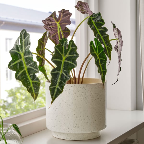 Un pot à plantes SANDKÖRSBÄR beige pour l'intérieur/l'extérieur