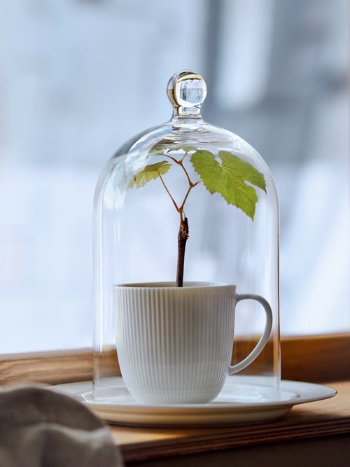Cloche en verre transparent déposée sur une assiette où repose une tasse OFANTLIGT en porcelaine blanche qui contient une minuscule plante.