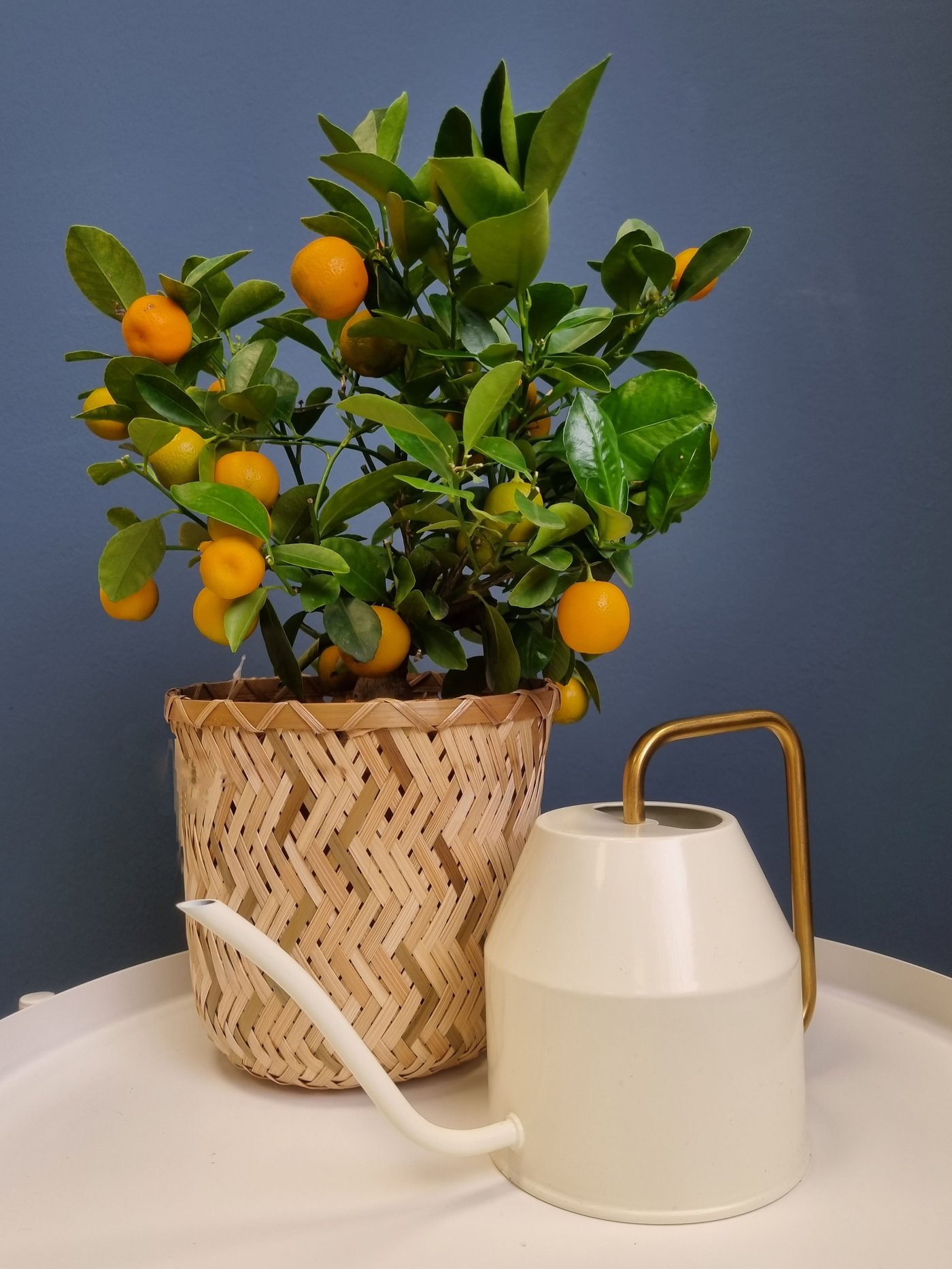 Konev VATTENKRASE v barevné variantě slonová kost / zlatá stojí vedle citrusovníku v bambusovém květináči KLYNNON ruční výroby.