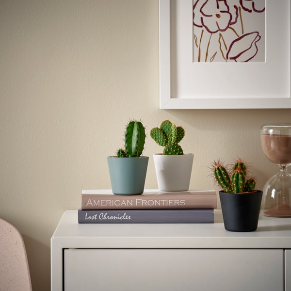 A cactus/assorted CACTACEAE potted plant