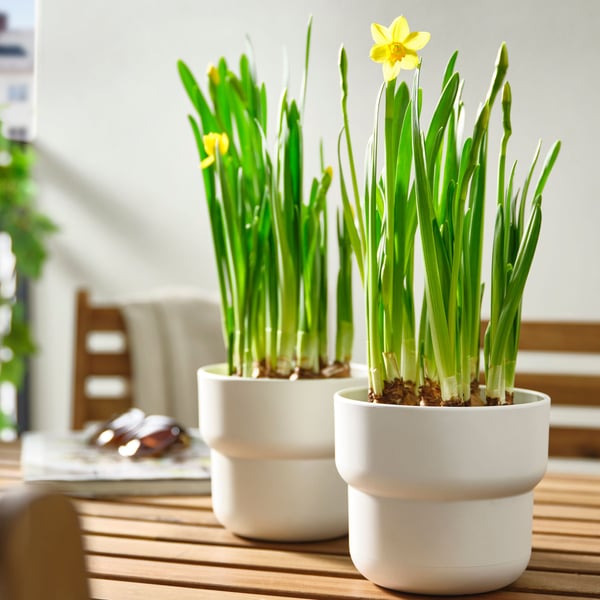 An assorted/Narcissus NARCISSUS potted plant