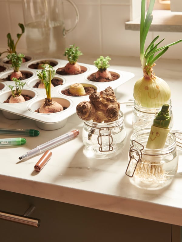 On a kitchen worktop stand KORKEN glass jars, one with a sprouting onion set in water, a saucer with cress next to it.