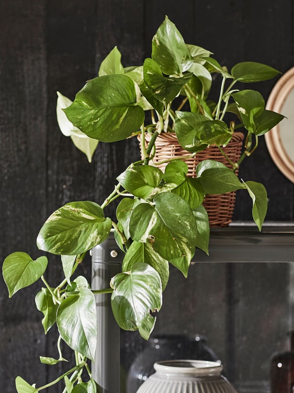 A Golden Pothos EPIPREMNUM potted plant