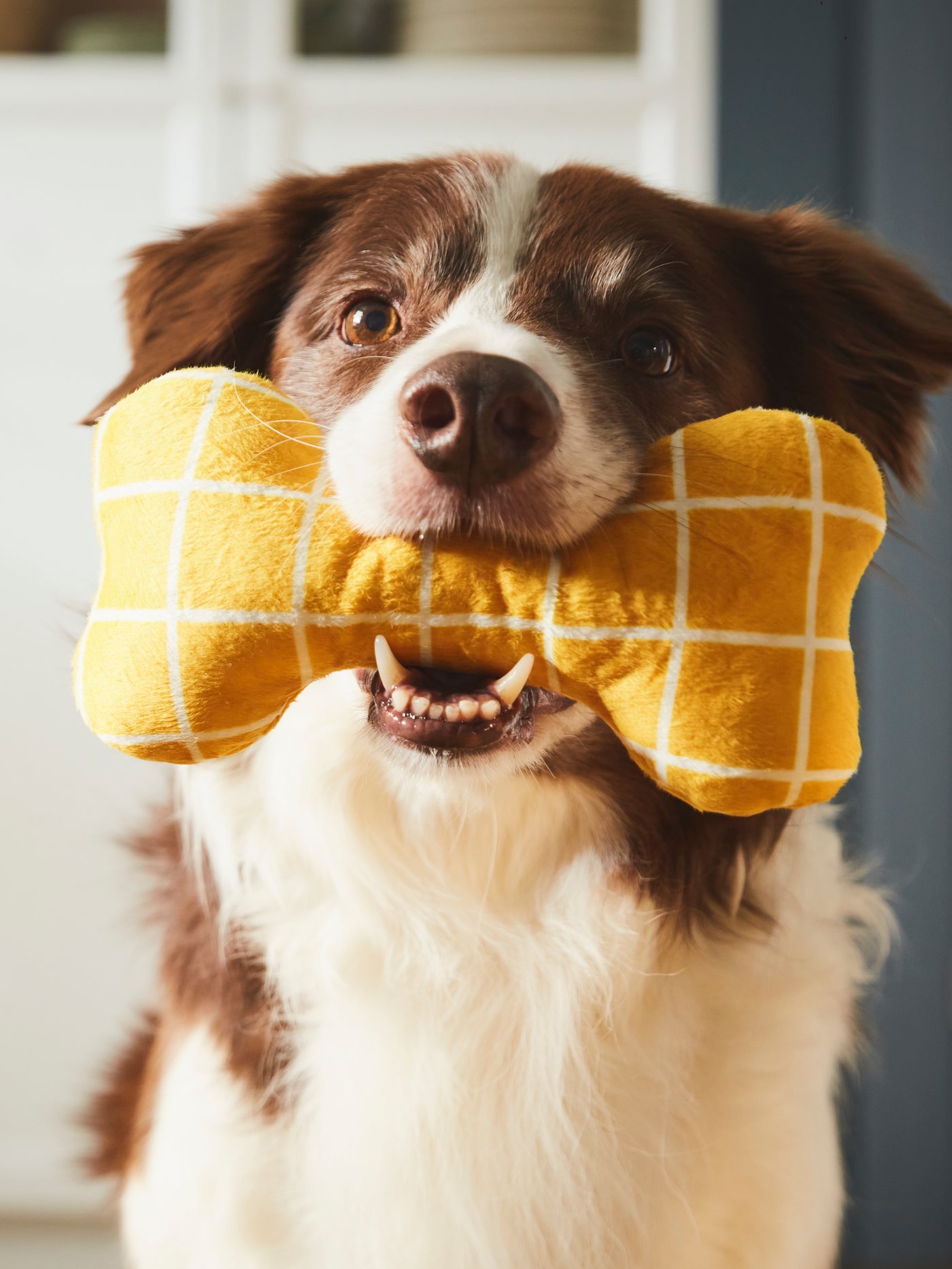 An yellow UTSÅDD soft toy for dog