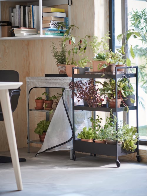Kitchen with trolley on castors, potted plants, storage space with plastic foil, books, wall shelves, table, chairs.