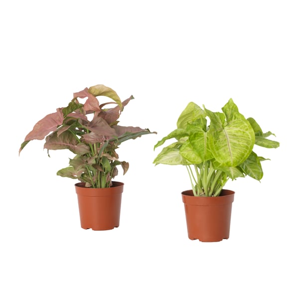 SYNGONIUM ซึนโกนิอุม
