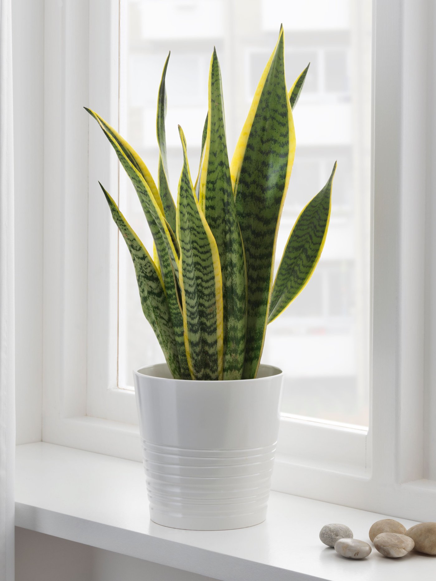 Une plante en pot SANSEVIERIA TRIFASCIATA sansevière.