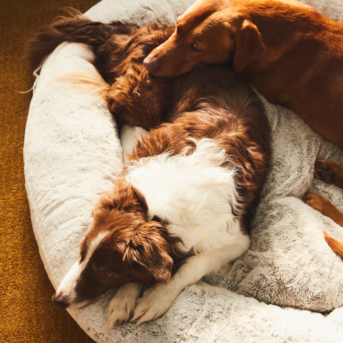 A light grey UTSÅDD pet bed