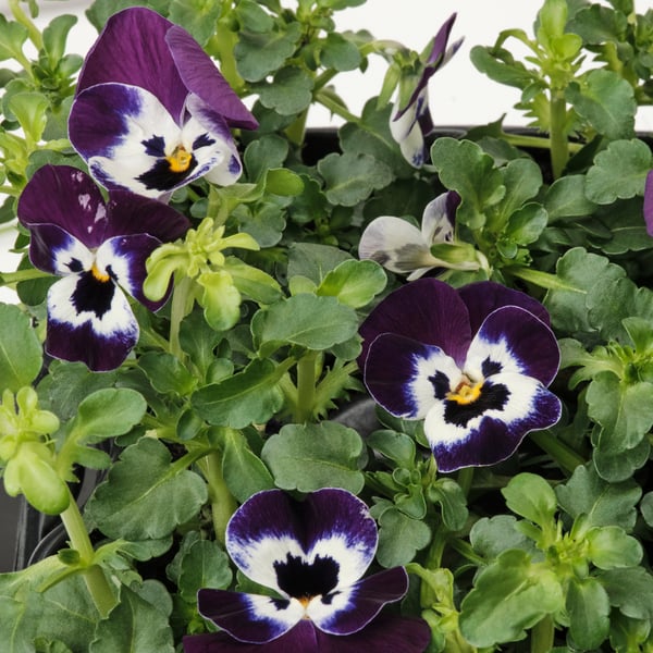 A Pansy assorted colours VIOLA CORNUTA potted plant