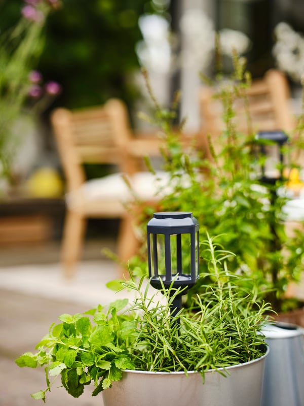 A close-up of a clear black SOLVINDEN LED solar-powered ground stick placed in a pot with some herbs in it.