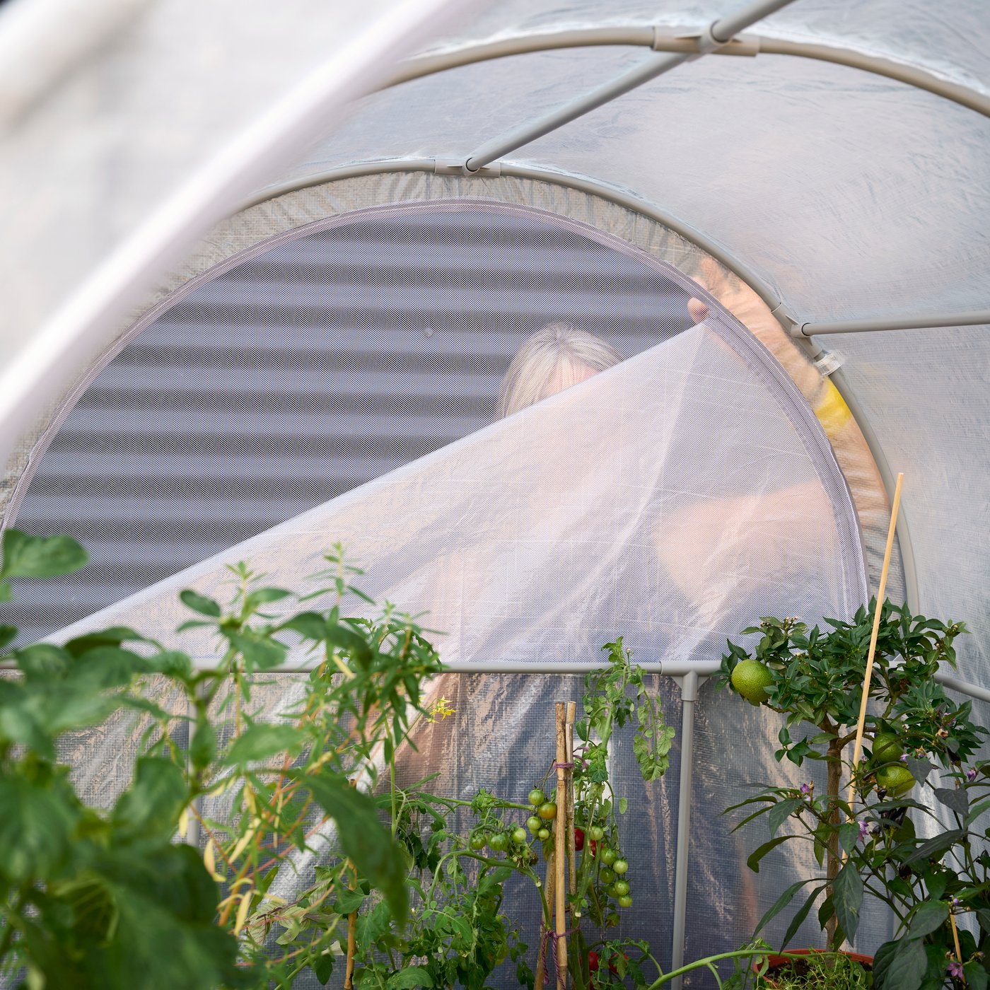 Dettaglio della serra ASPAREN bianca trasparente con struttura ad arco, vista dall’interno con piante verdi in crescita. 