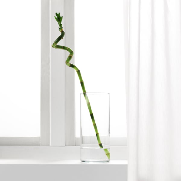 A Lucky bamboo/spiral DRACAENA plant