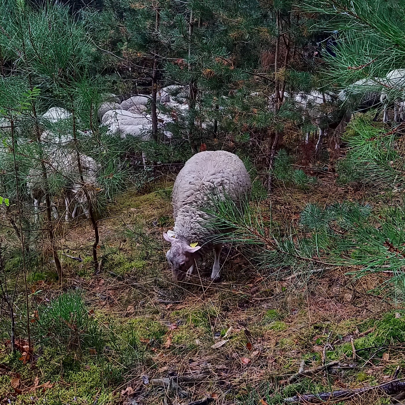 Dans une forêt, des animaux qui se nourrissent