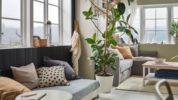 A cozy living room with one large green plant dividing the different seating areas. Grey sofas and beige tones on furniture.