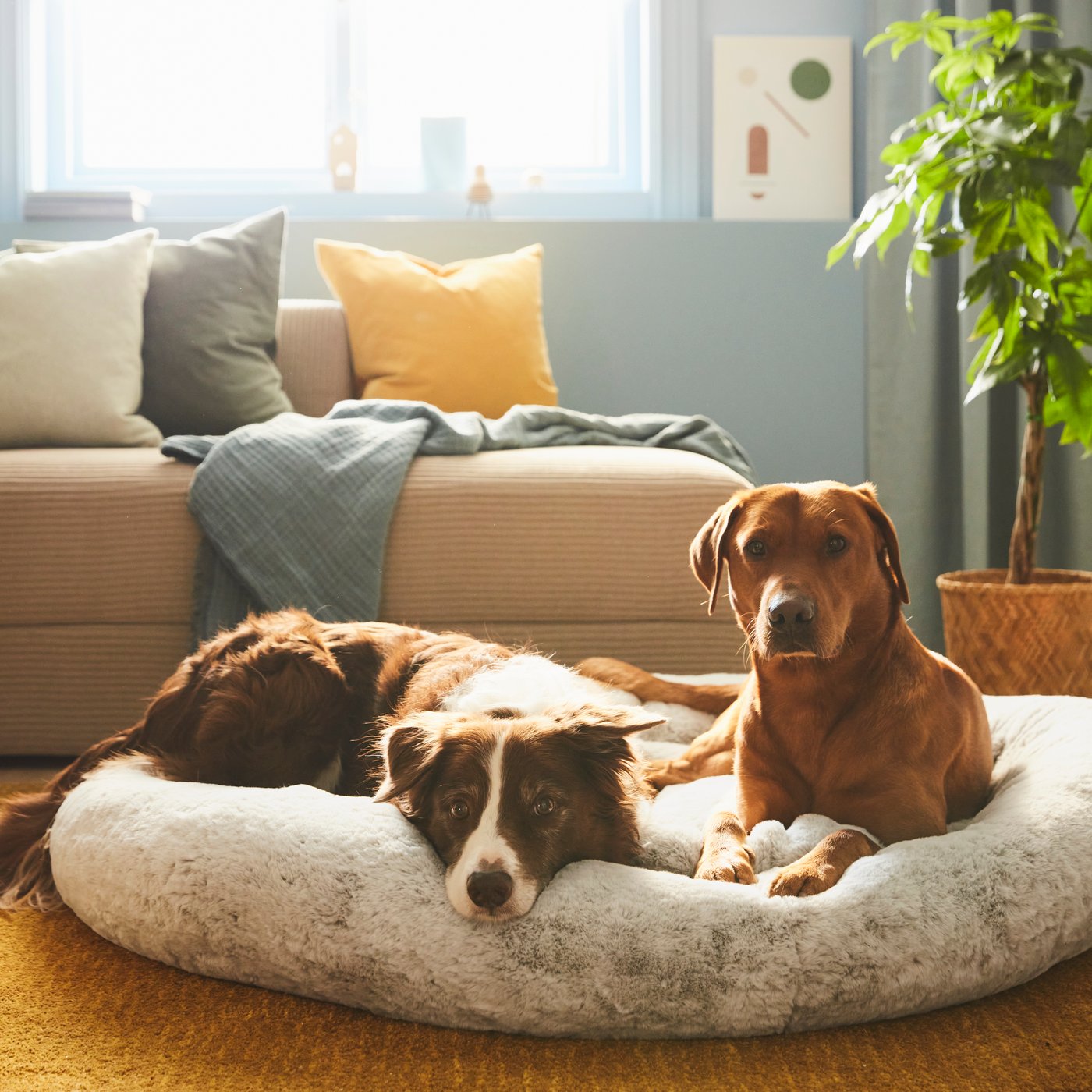 Dos perros en un living, acostados en una cama para perros.