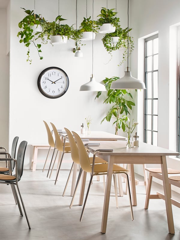 A lunchroom with white walls and floors, groups of tables and chairs in light wood, a wall clock, and plenty of plants.