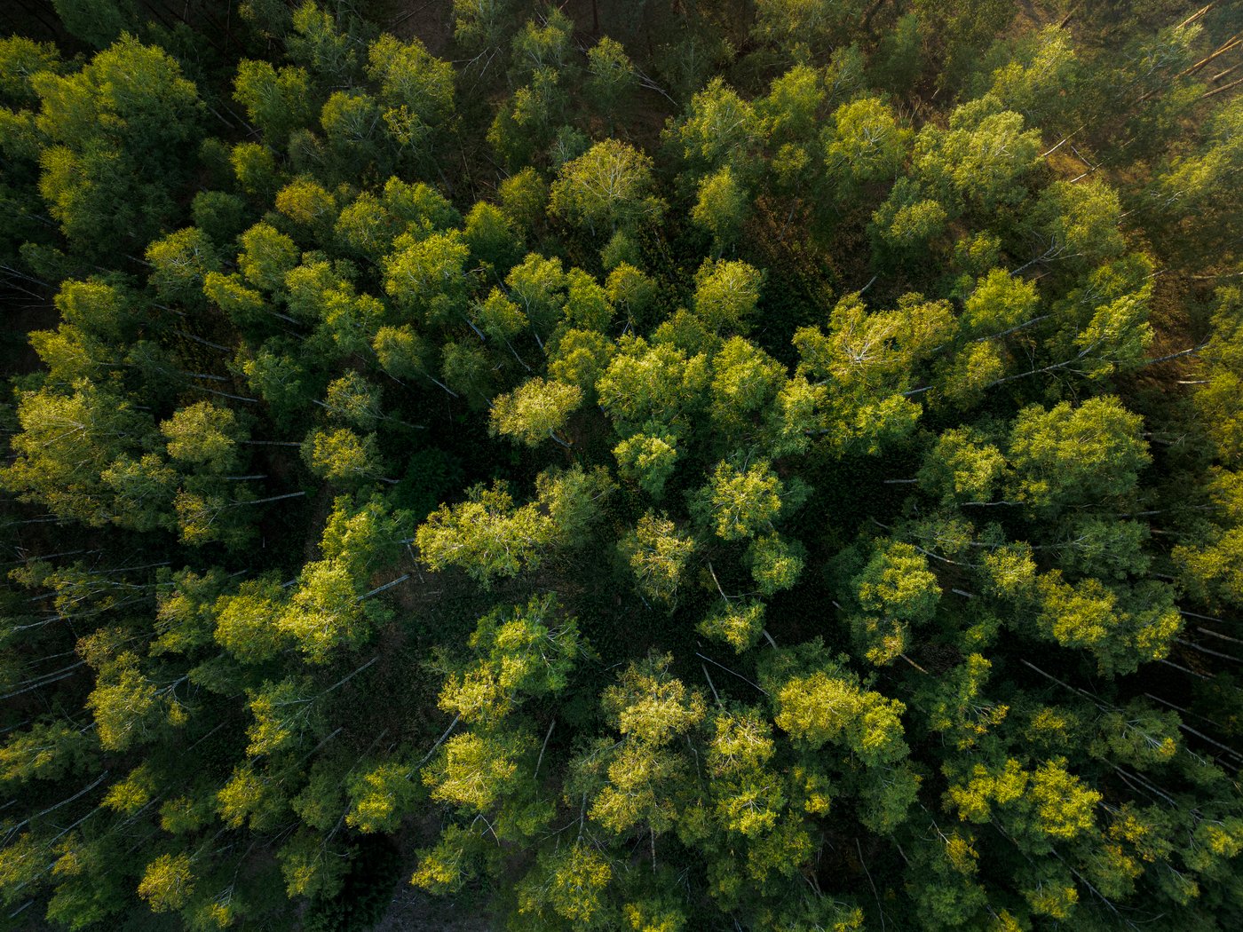 Vista cenital dun bosque