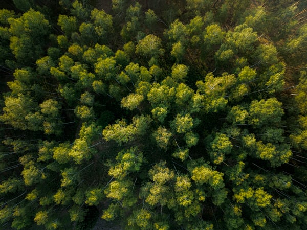 An overhead image of a forest with green treetops.