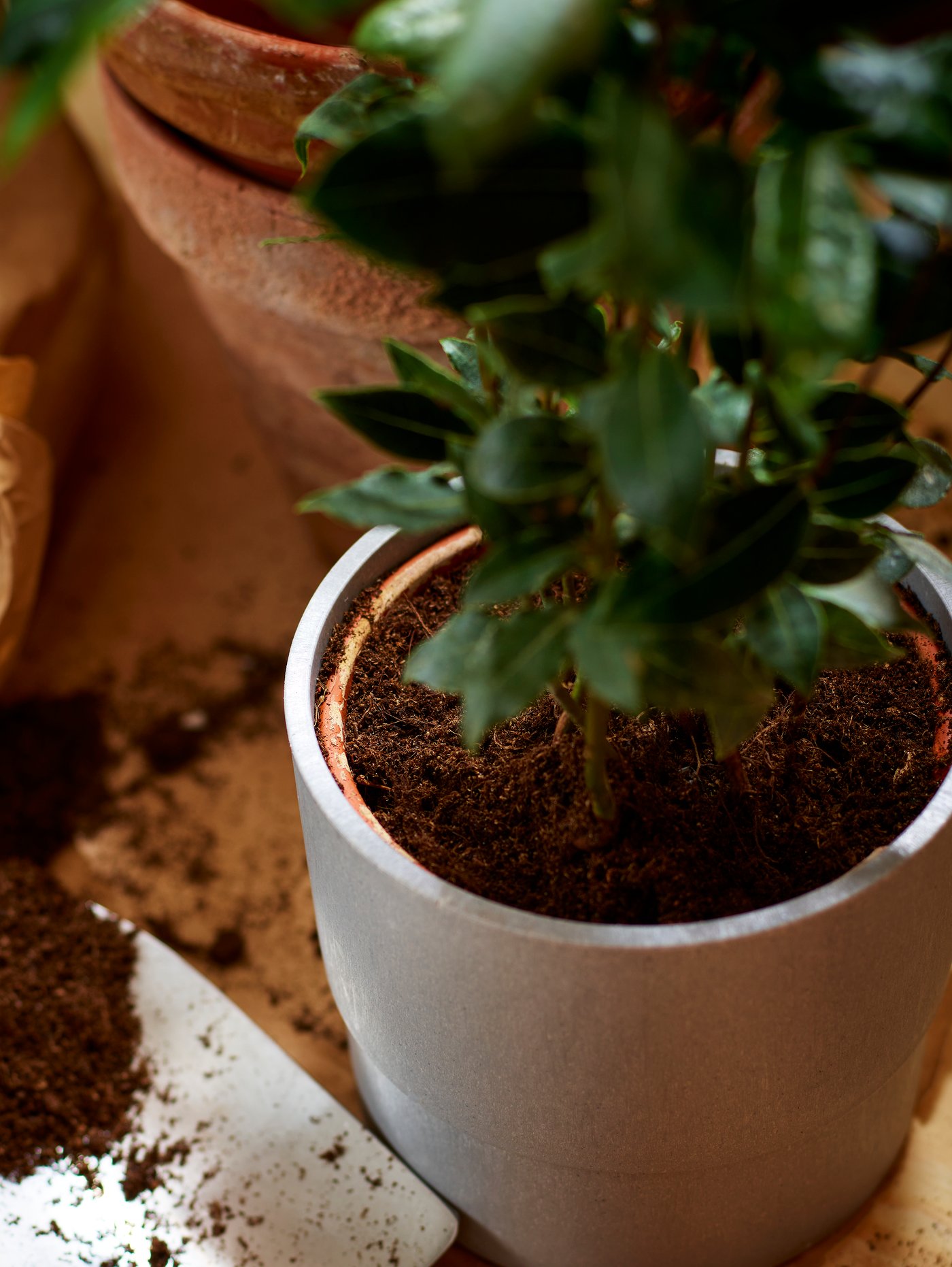 A lush, green indoor plant that was just planted in a grey NYPON plant pot, surrounded by soil and several terracotta pots.