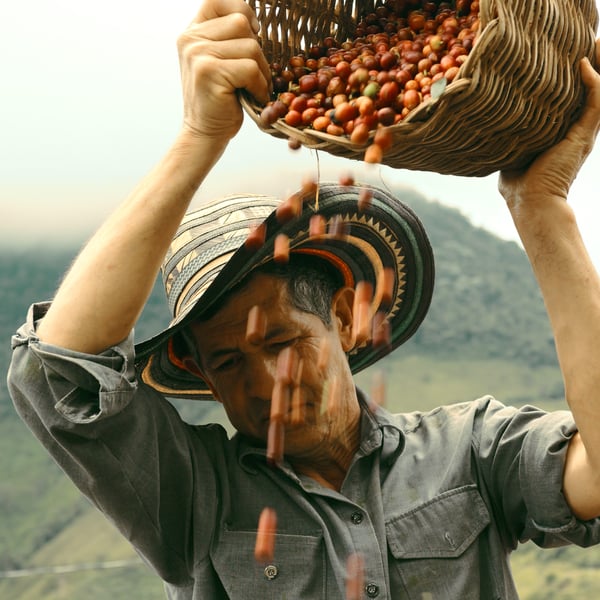 A person holding a large basket full of brown round objects, likely nuts or fruits, above their head. The basket is woven with patterns on the rim. The individual is wearing a gray long-sleeved shirt and a hat with black and red patterns on the brim. The background features a hazy green landscape, suggesting an outdoor setting in a rural or natural environment.