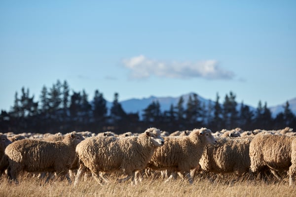 A flock of unshorn sheep gracing a field on a sunny day. There are trees, a mountain and a cloud in the background.