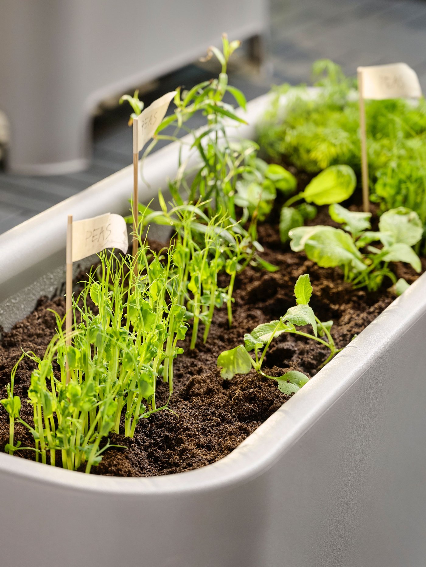 Harmaa ulkokäyttöön tarkoitettu ASPAREN-ulkoruukku.