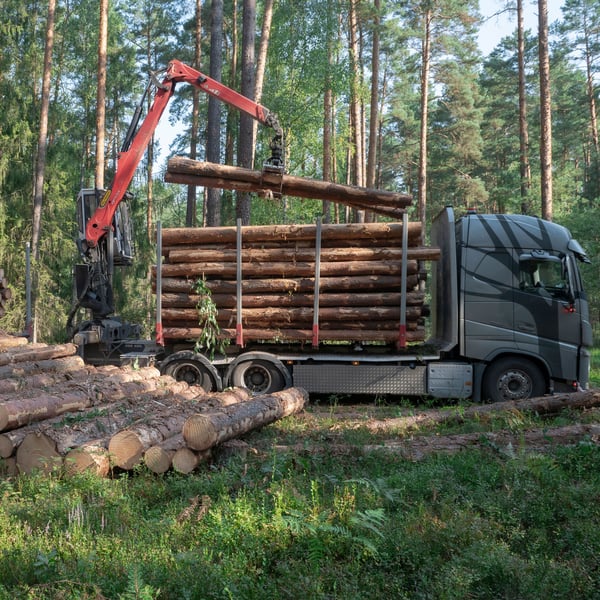 In a forest, a truck equipped with a crane is loading logs onto its trailer.