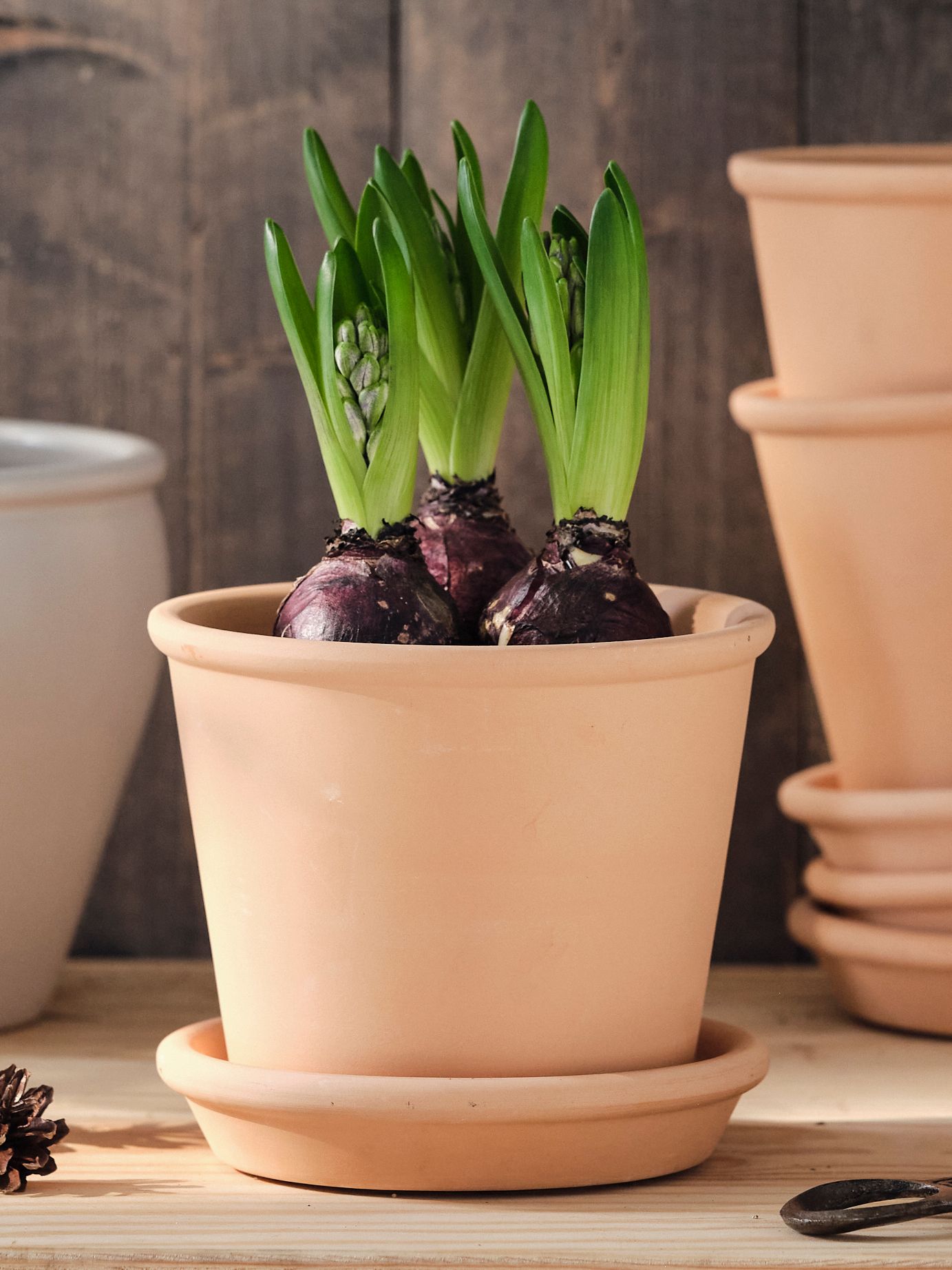 Roślina w dniczce z terrakoty MUSKOTBLOMMA.