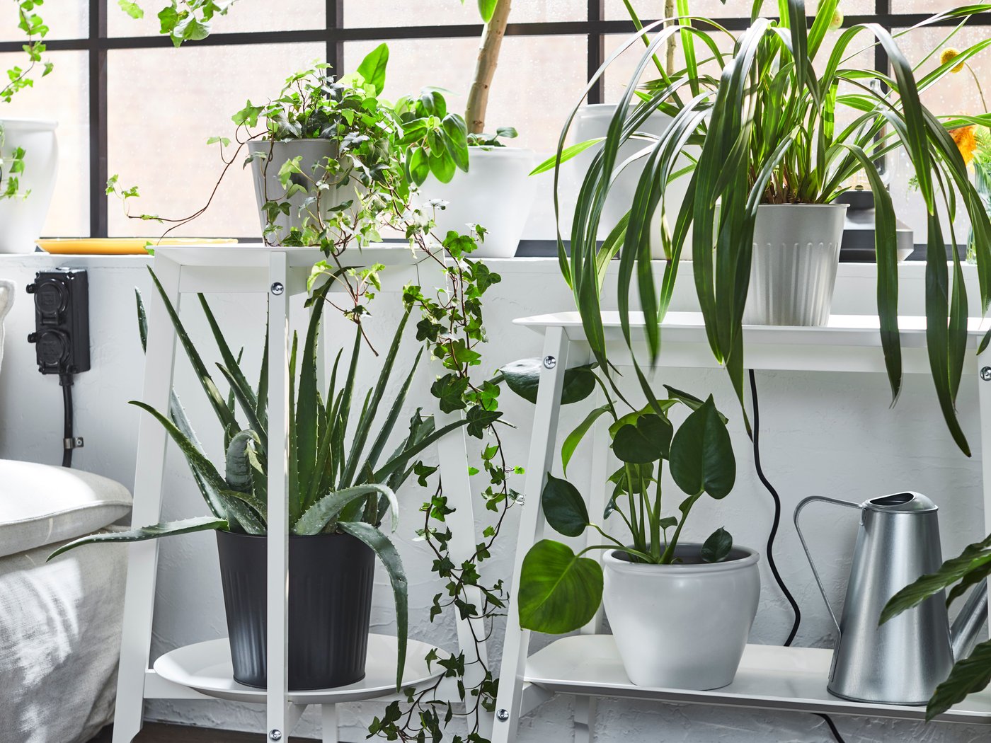 White shelves with black and white plant pots filled with plants beside a window.