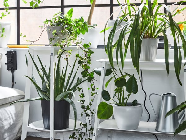 A serene indoor garden scene with a variety of houseplants. A tall eucalyptus plant in a black pot and a plant with sprawling greenery in a terracotta pot are placed on a wooden shelf. Below, the large glossy leaves of a Monstera plant are visible. The plants are bathed in bright sunlight streaming through a window, highlighting their vibrant colors and textures.