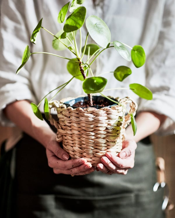 Kvinde står med urtepotte med plante i, i hænderne. 